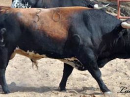 Novillo de Concha y Sierra con seriedad de toro. (FOTO: Ladis)