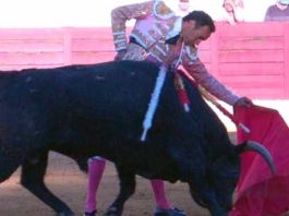 El Cid torea al quinto toro de Pereda, premiado con la vuelta al ruedo. (FOTO: joseluispereda.es)
